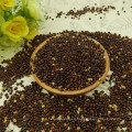 Mijo de Broomcorn negro chino con alta calidad